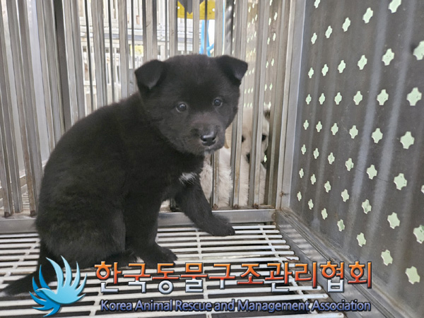 한국동물구조관리협회_441559202500138