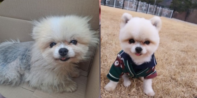 거제시유기동물보호소_448537202500070