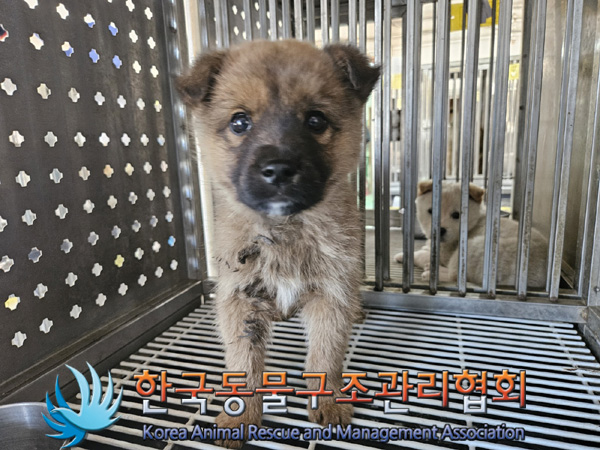 한국동물구조관리협회_441409202500286