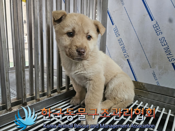 한국동물구조관리협회_441559202500136