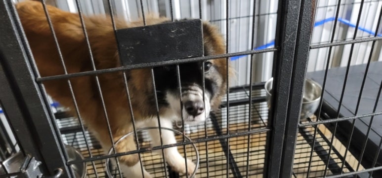 무안군유기동물보호소_446495202500072