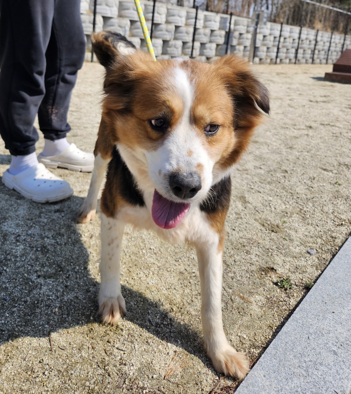 아산동물복지지원센터_444452202500323
