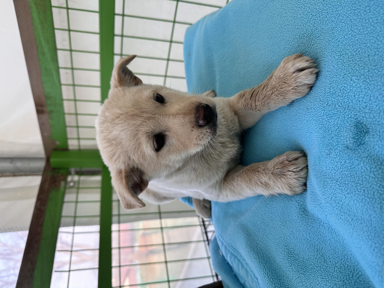 군산유기동물보호센터_445467202500191