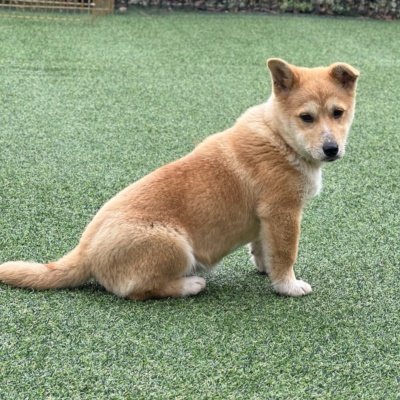 제주 동물보호센터_450650202500490
