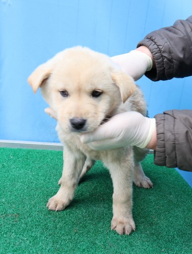 제주 동물보호센터_450650202500483
