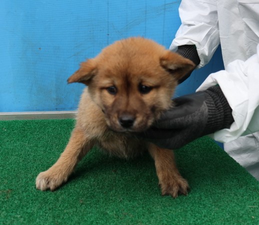 제주 동물보호센터_450650202500480