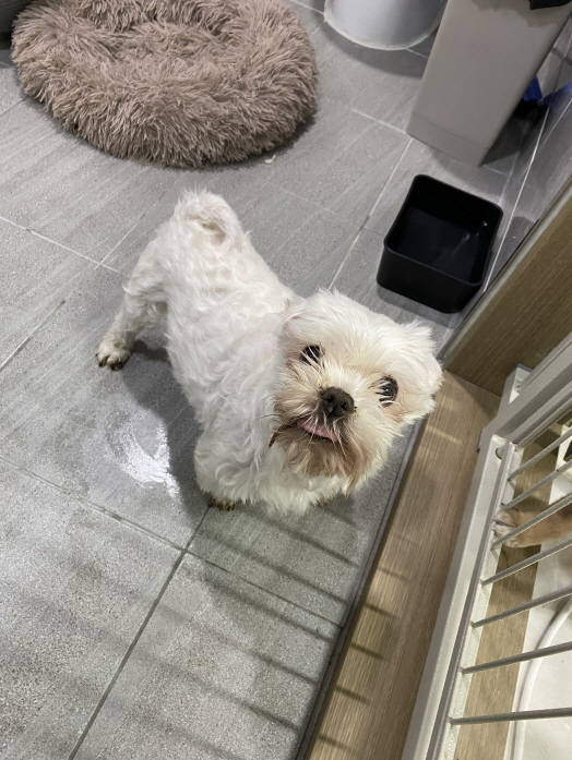 익산유기동물보호소_445468202500386