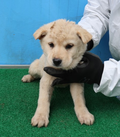 제주 동물보호센터_450650202500481