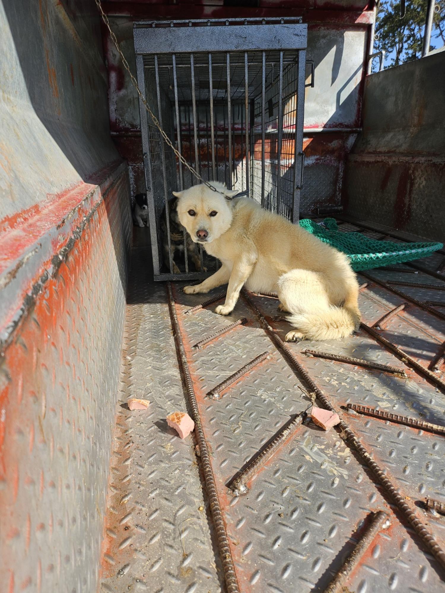 영광동물보호센터_446497202500042
