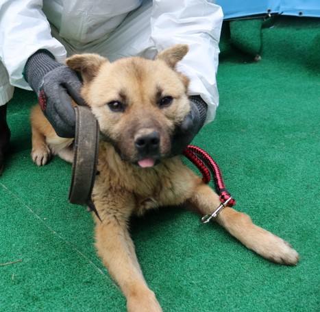 제주 동물보호센터_450650202500491