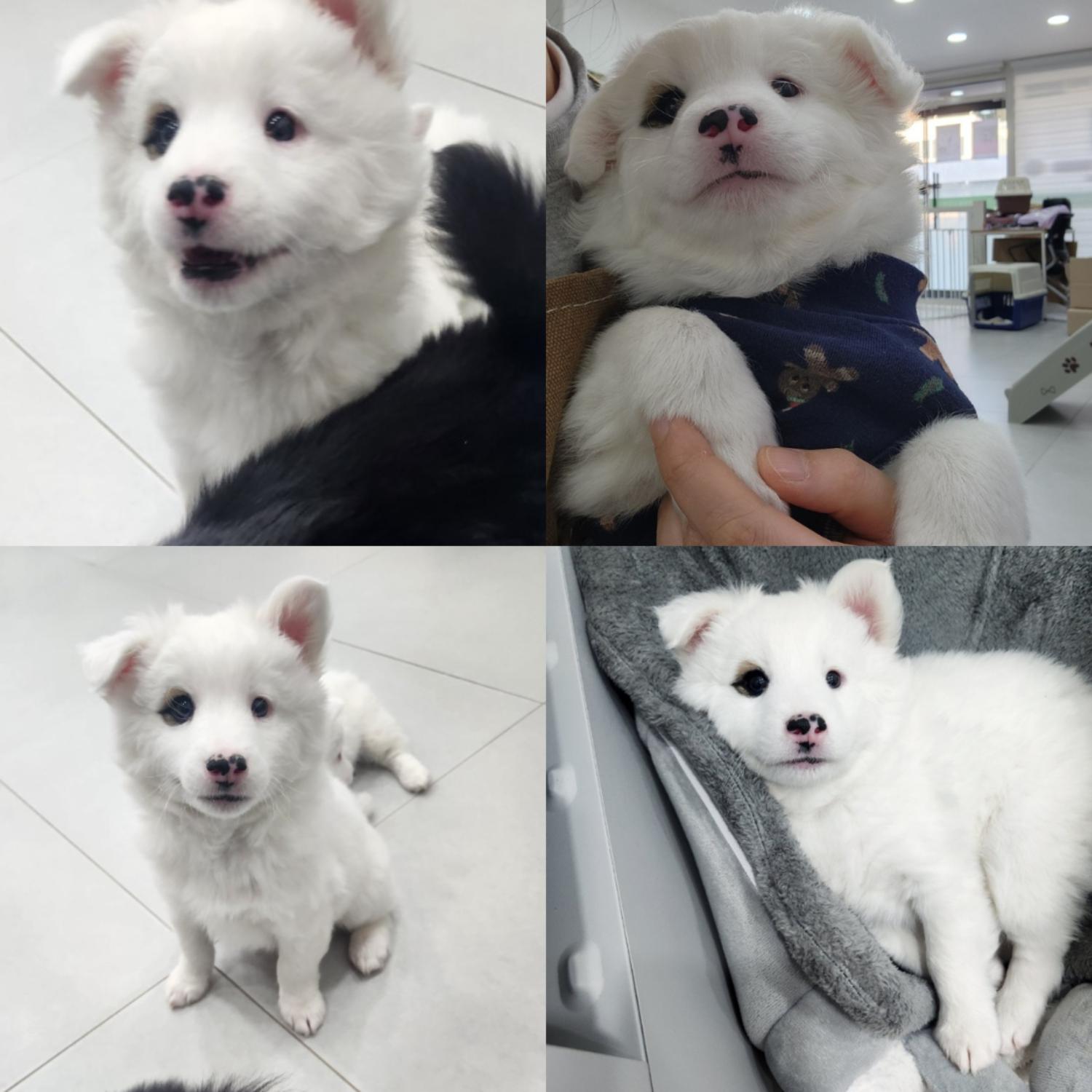 반려동물 입양센터_447508202500076
