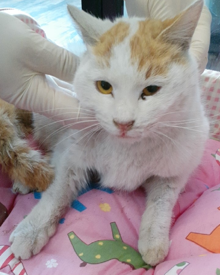 오산 유기동물보호소_441400202500052