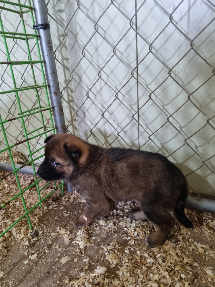 고령군 유기견 보호소_447520202500048