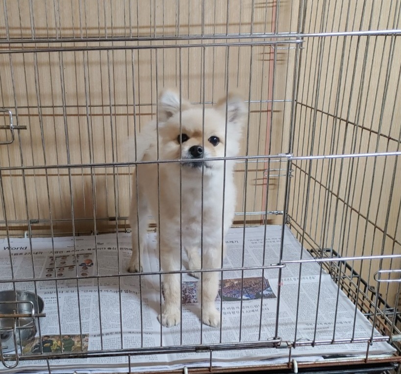 창원유기동물보호소_448567202500235