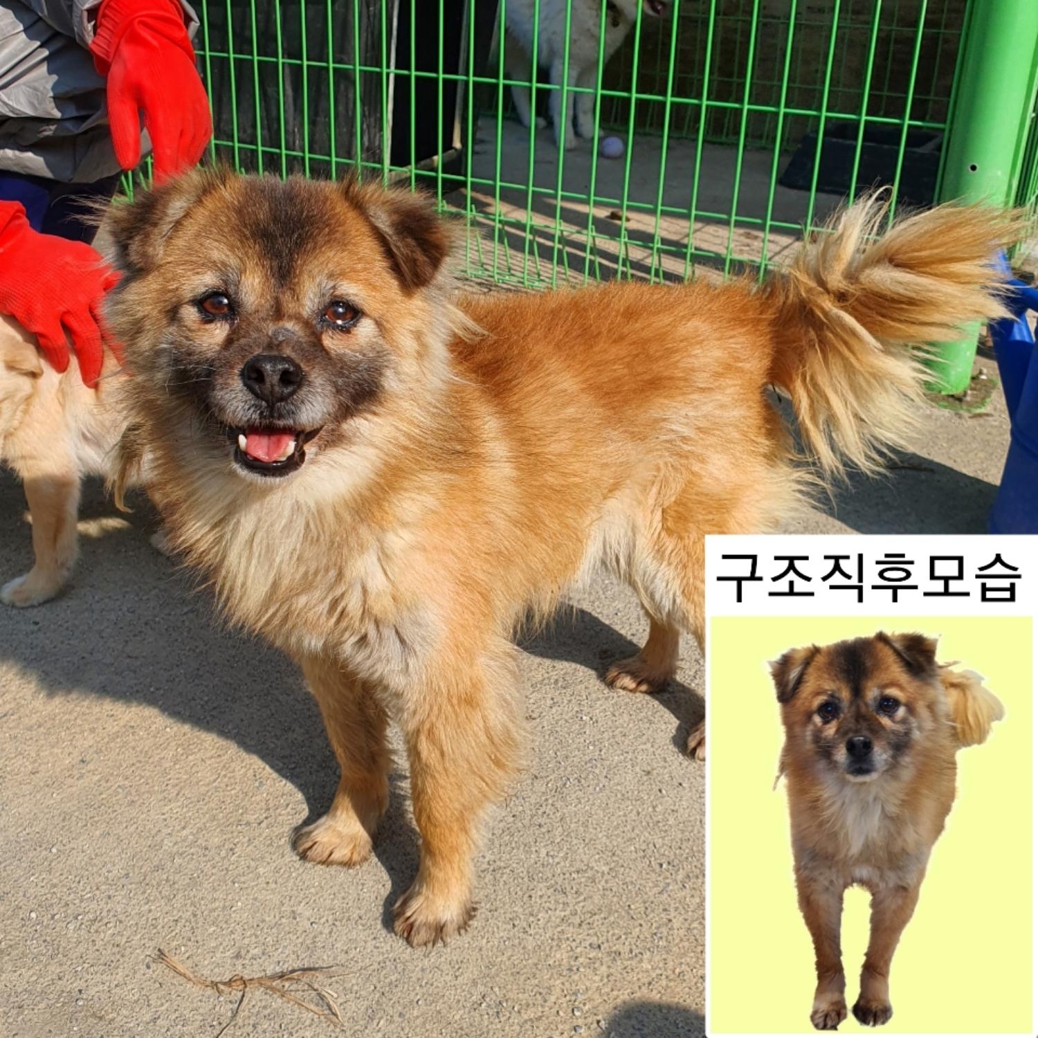 [개] 믹스견 충남-예산-2025-00019 유기동물 배경 이미지 입니다.