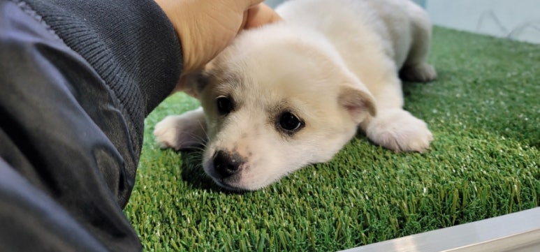 무안군유기동물보호소_446495202500080
