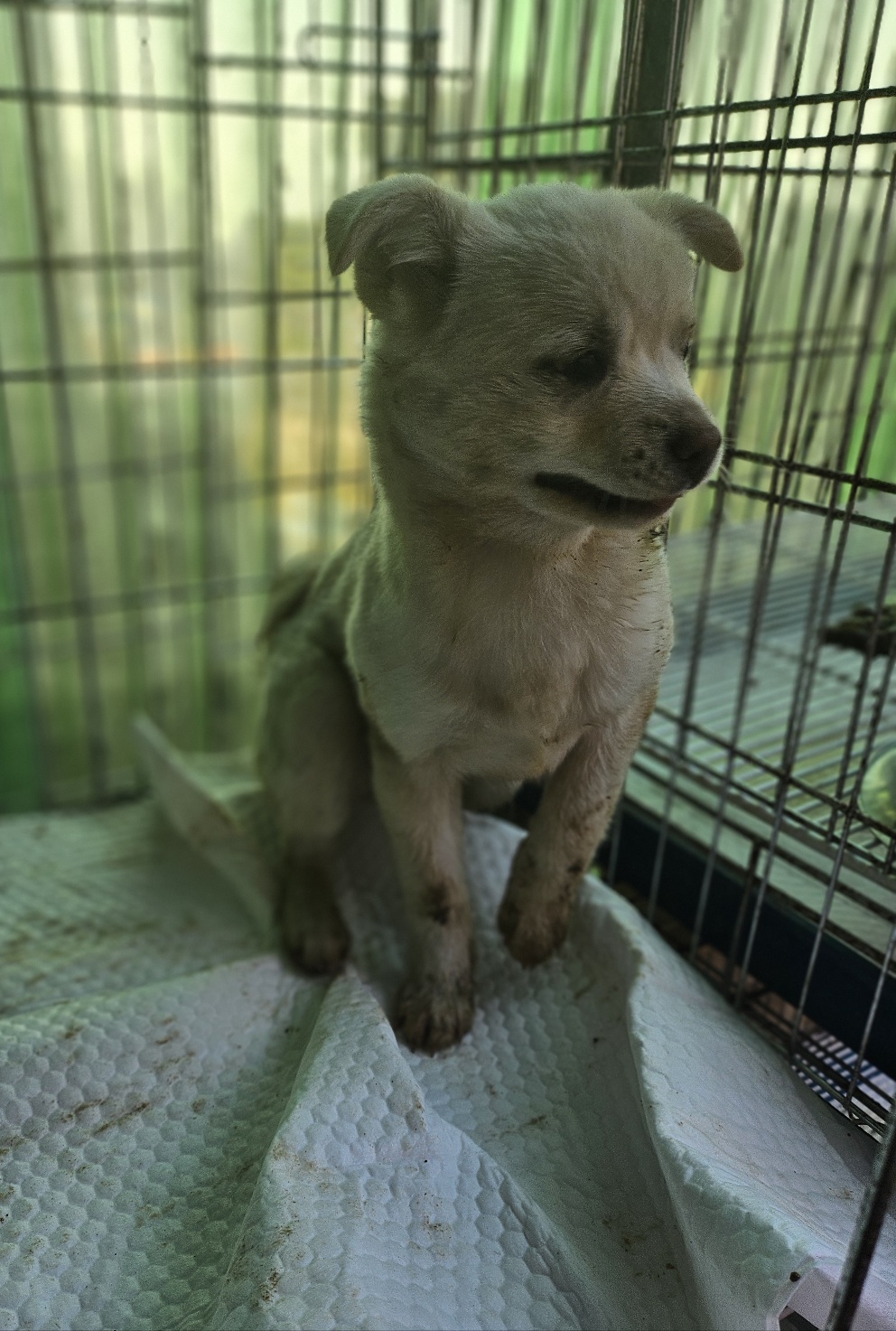 정읍시 동물보호소_445469202500222