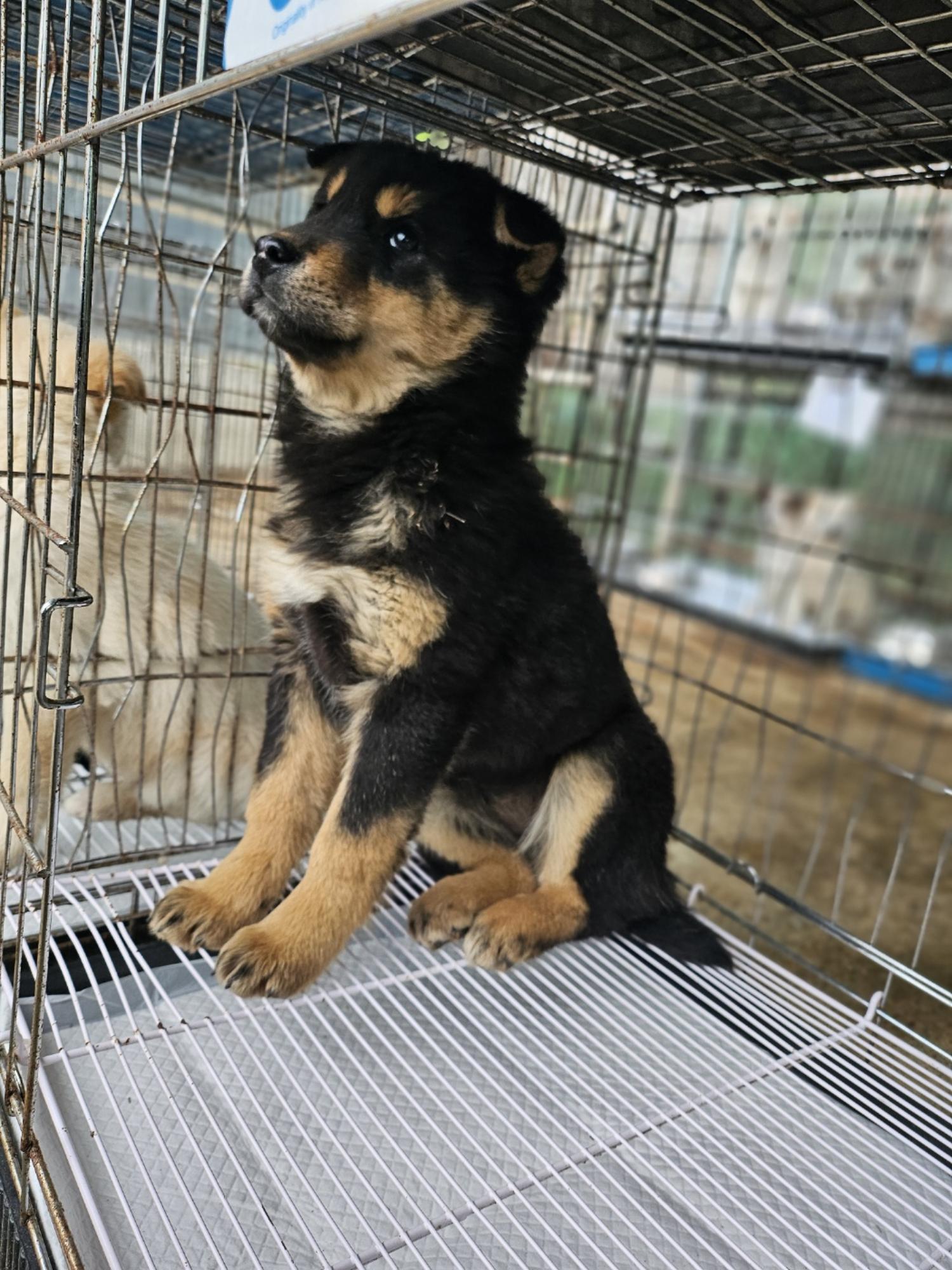 정읍시 동물보호소_445469202500213