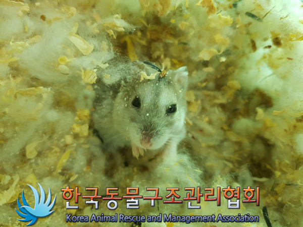 한국동물구조관리협회_411305202500043