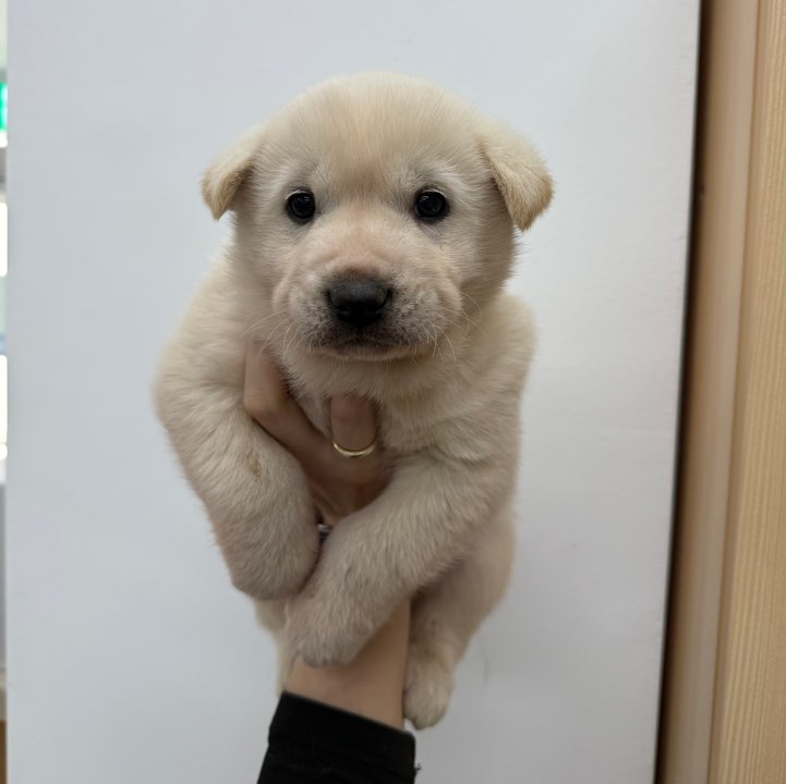 광주동물보호센터_429361202500016