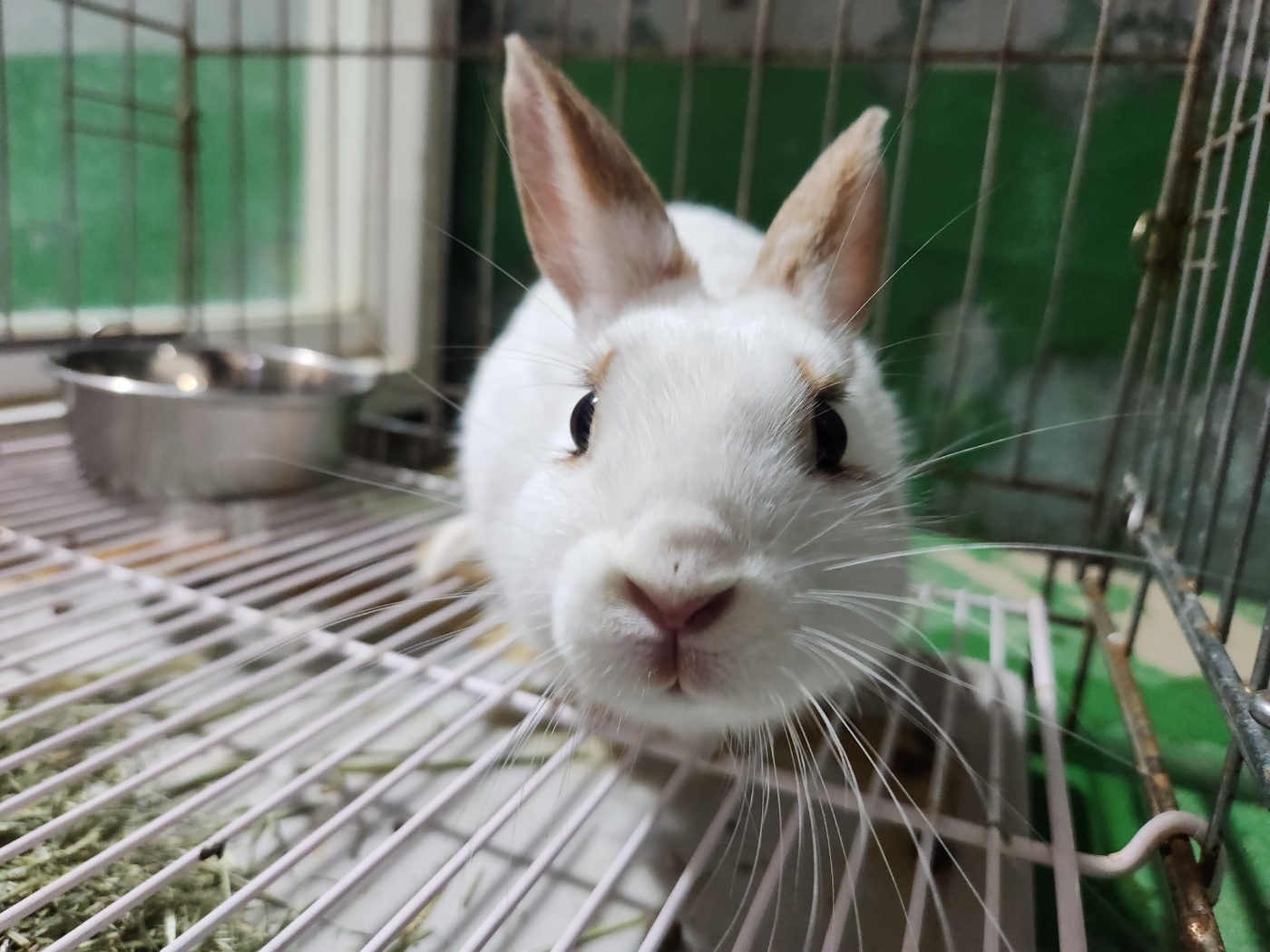 한국야생동물보호협회_441393202500190