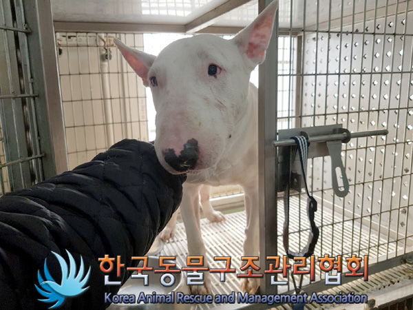 한국동물구조관리협회_411305202500041