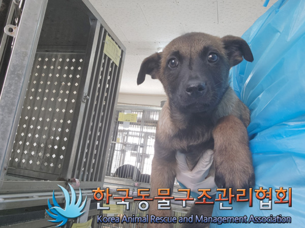 한국동물구조관리협회_411318202500022