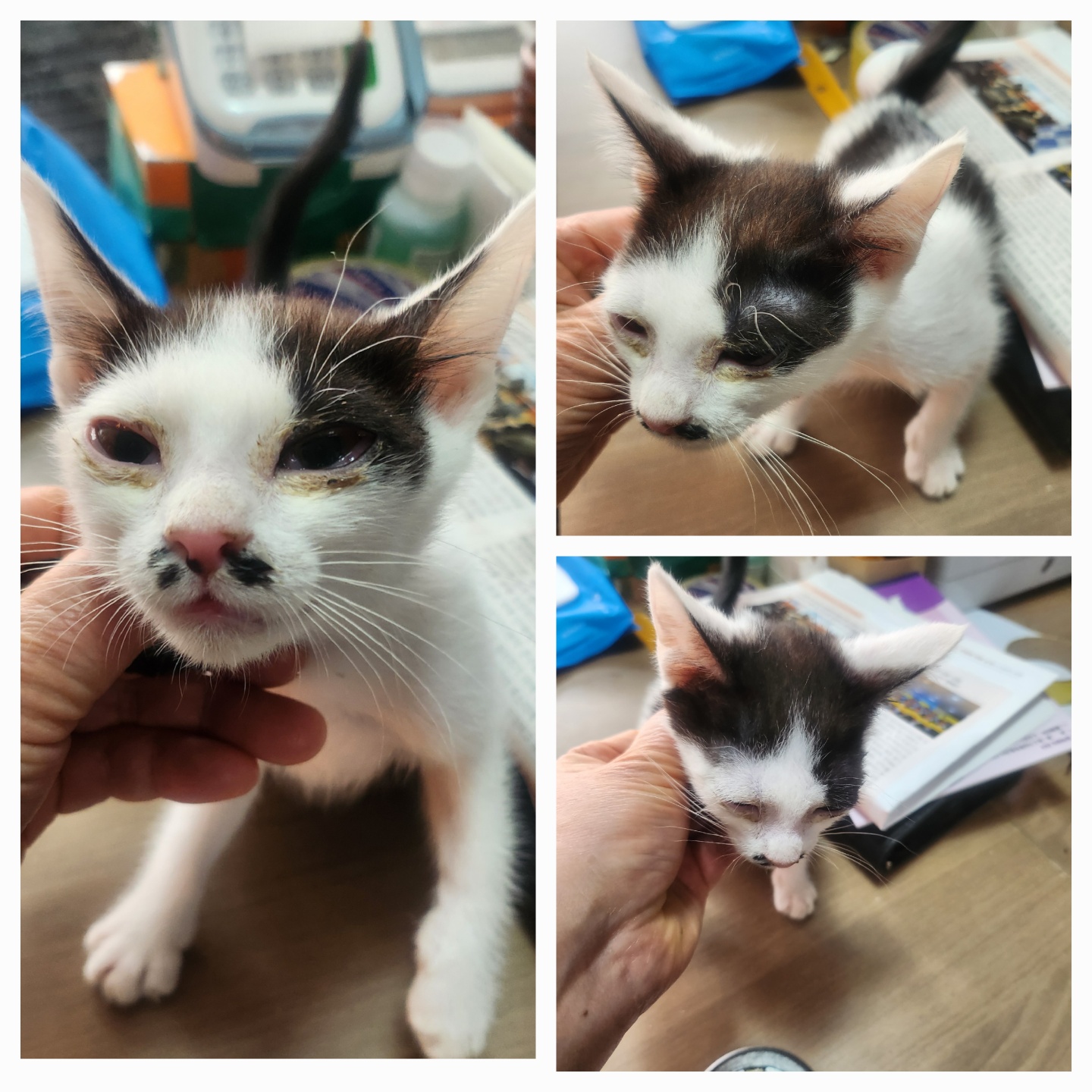 [고양이] 한국 고양이 경북-문경-2025-00061 유기동물 배경 이미지 입니다.