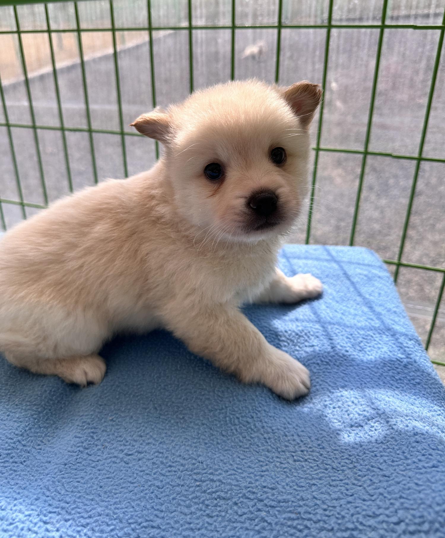 군산유기동물보호센터_445467202500201