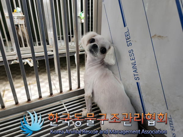 한국동물구조관리협회_411317202500030