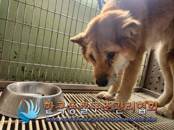 한국동물구조관리협회_441559202500143