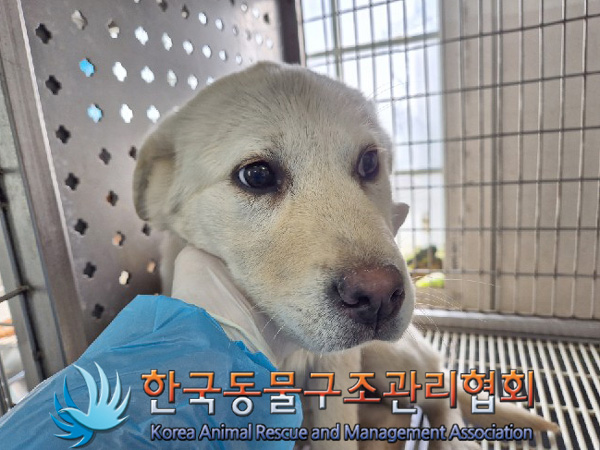 한국동물구조관리협회_441406202500122