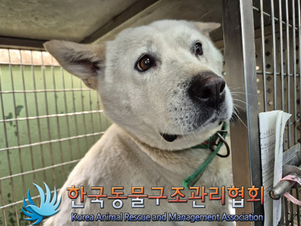 한국동물구조관리협회_441560202500215