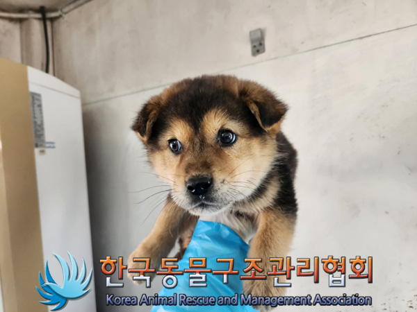 한국동물구조관리협회_441406202500119