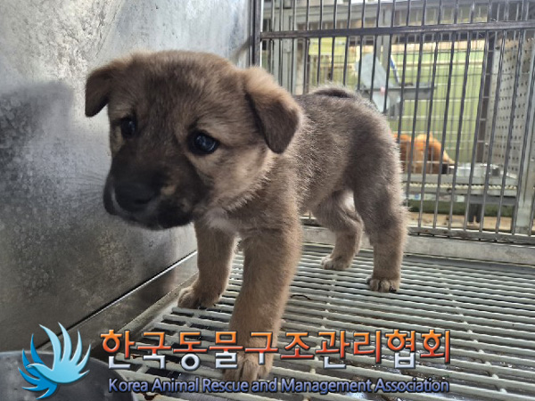 한국동물구조관리협회_441560202500217