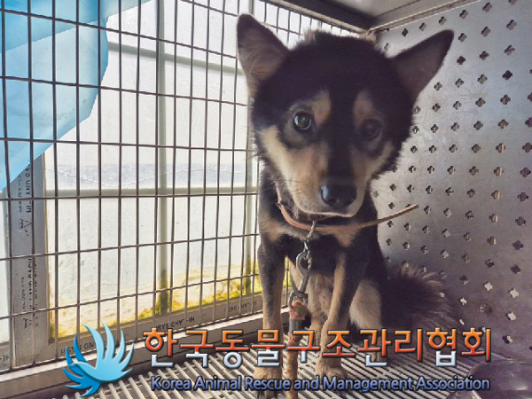 한국동물구조관리협회_411316202500078