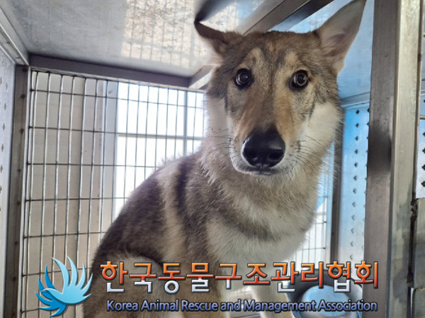한국동물구조관리협회_441560202500214