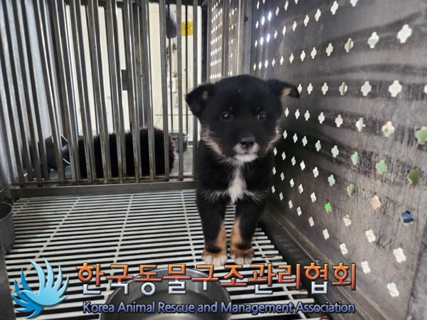 한국동물구조관리협회_441406202500124