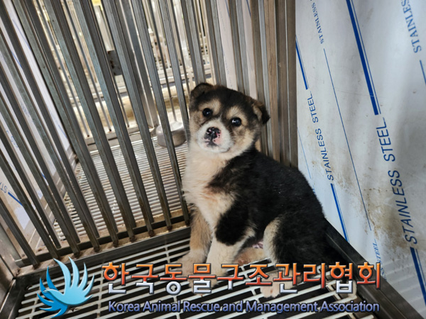 한국동물구조관리협회_441406202500120