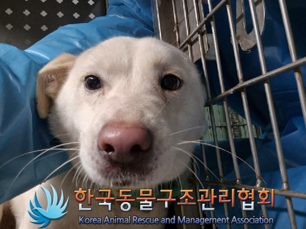 한국동물구조관리협회_441409202500288