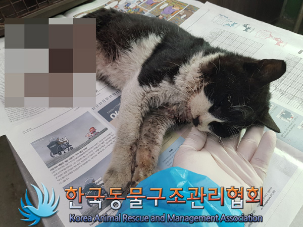 한국동물구조관리협회_441560202500221