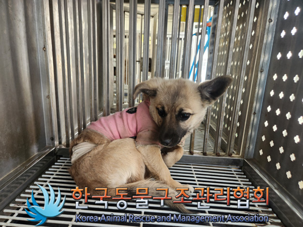 한국동물구조관리협회_441382202500041