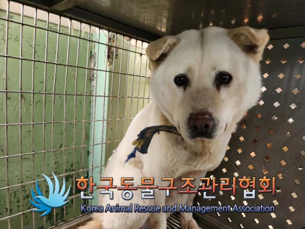 한국동물구조관리협회_441560202500220