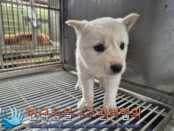 한국동물구조관리협회_441560202500218