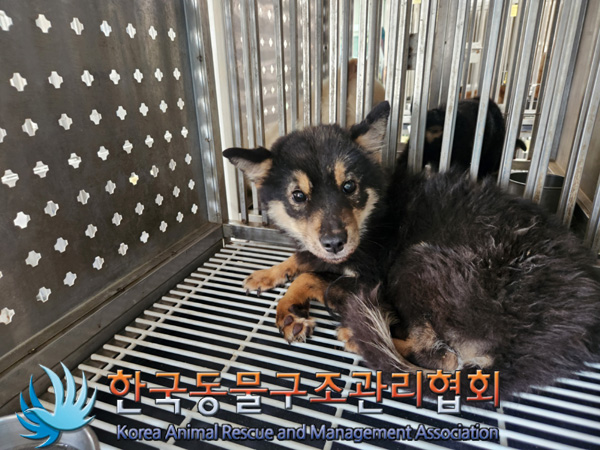 한국동물구조관리협회_411316202500077