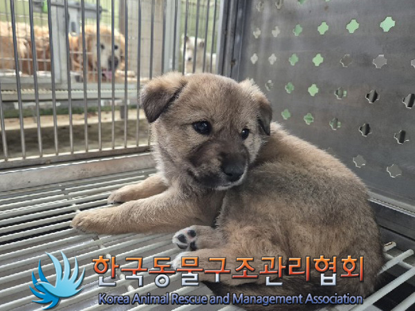한국동물구조관리협회_441560202500216
