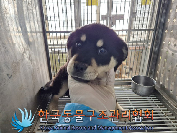 한국동물구조관리협회_441560202500213
