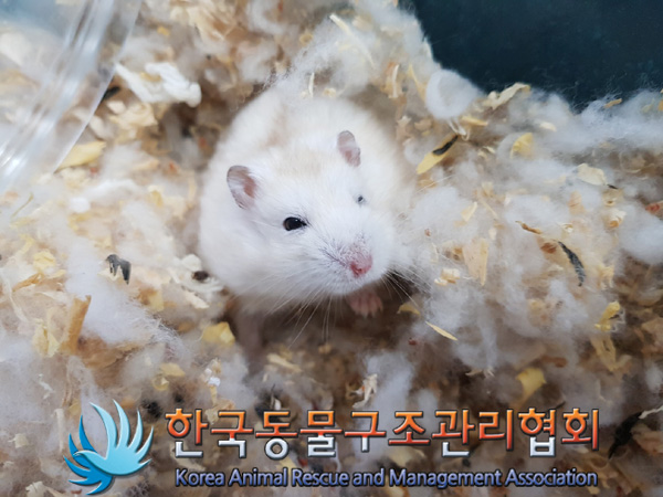한국동물구조관리협회_411317202500028