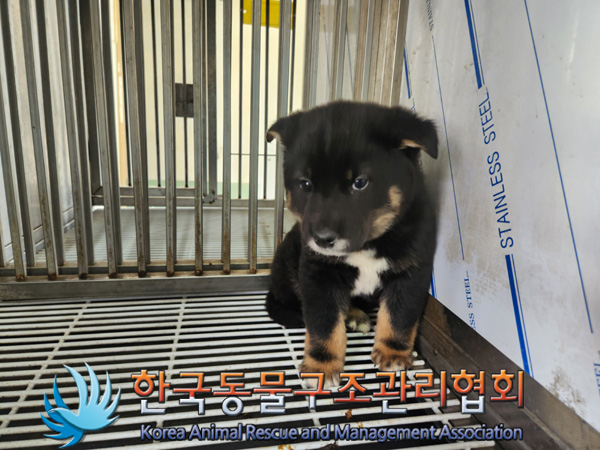 한국동물구조관리협회_441406202500125