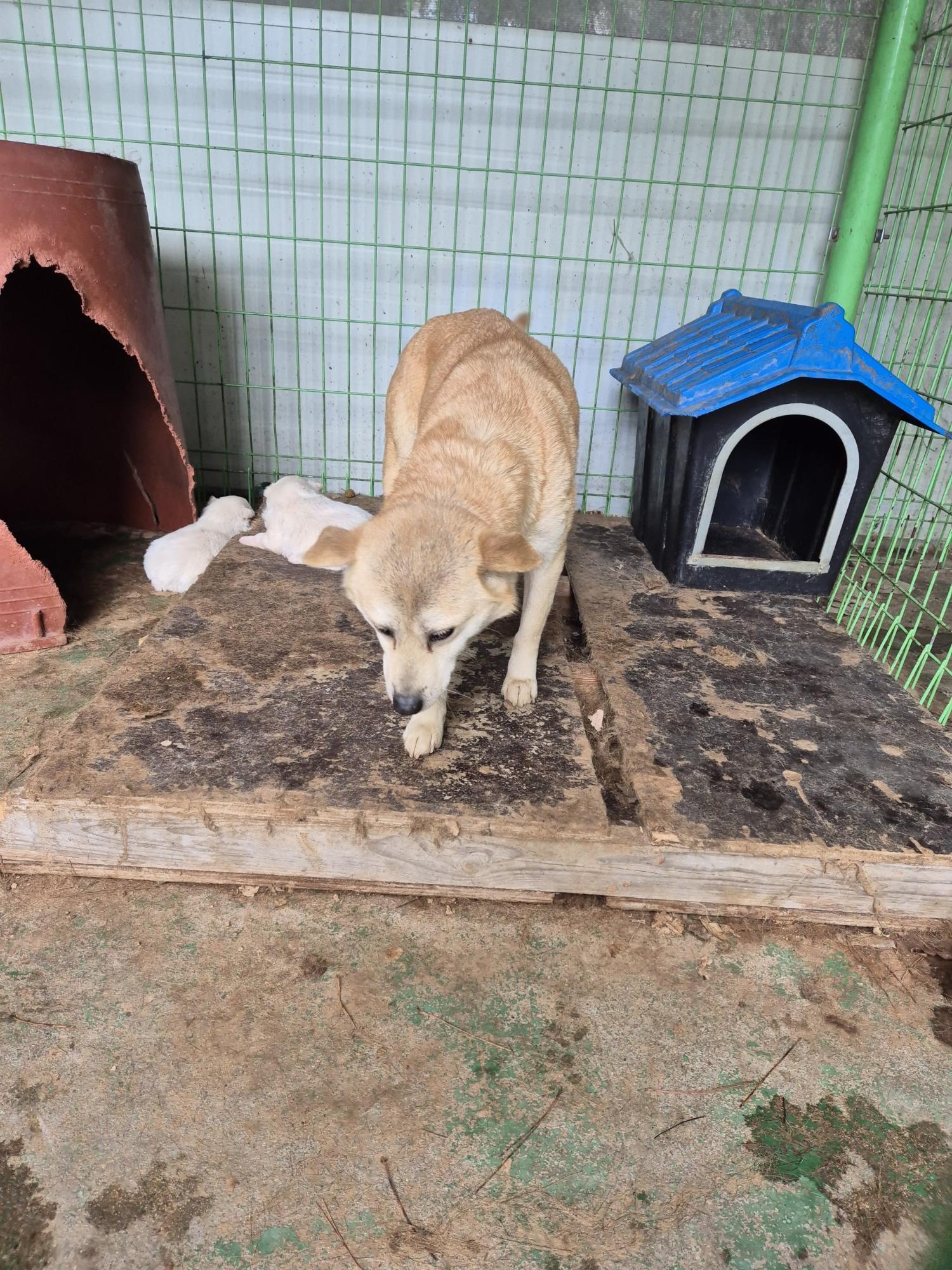 봉화군유기동물보호소_447524202500021